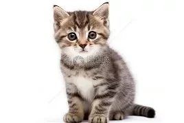 猫咪情侣头像