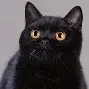 猫咪情侣头像