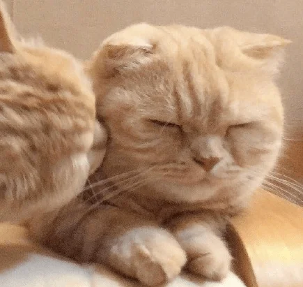 国外一对可可爱爱的猫咪姐妹,拍照萌萌哒
