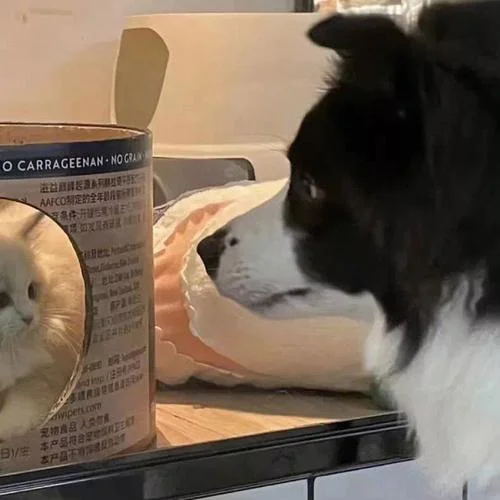 猫咪情侣头像