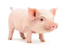 小猪情侣头像一左一右