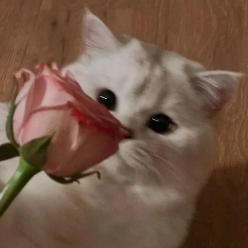 猫咪情侣头像-猫咪情侣头像