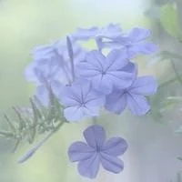 清新意境森系手绘女生头像女生搜索