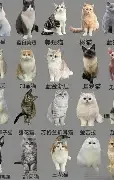 猫咪情侣头像