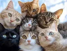 猫咪情侣头像