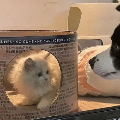 猫咪情侣头像
