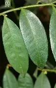 森系头像动漫