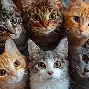 猫咪情侣头像
