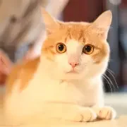 猫咪情侣头像