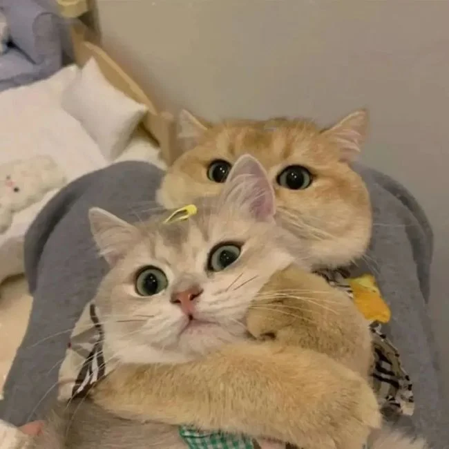 情头 可爱猫咪情侣头像