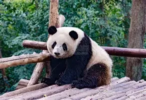 森系闺蜜头像2张