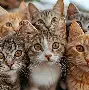 猫咪情侣头像